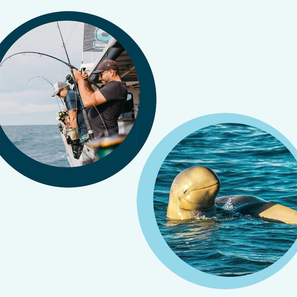 Absolute Ocean Charters custom graphics