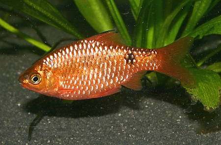 Rosy-Barb