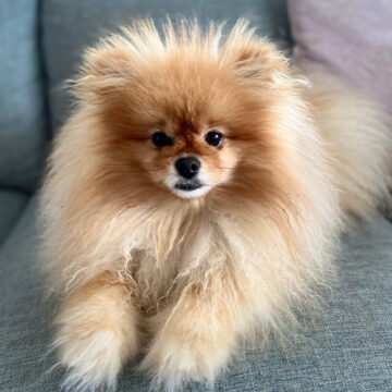 Tectalic Pets - Pip
