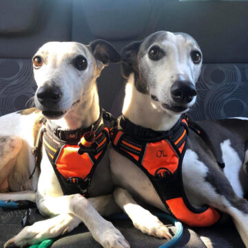 Tectalic Pets - Missy & Oli
