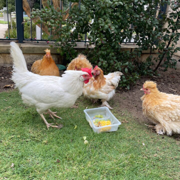 Tectalic Pets - Florence, Wanda, Susan, Mildred, and Marjory