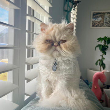Tectalic Pets - Esme