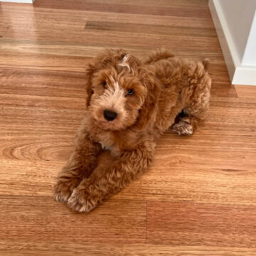 Tectalic Pets - Alfie