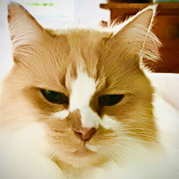 Tectalic Pets - Jaffa