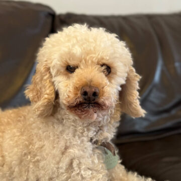 Tectalic Pets - Jackson